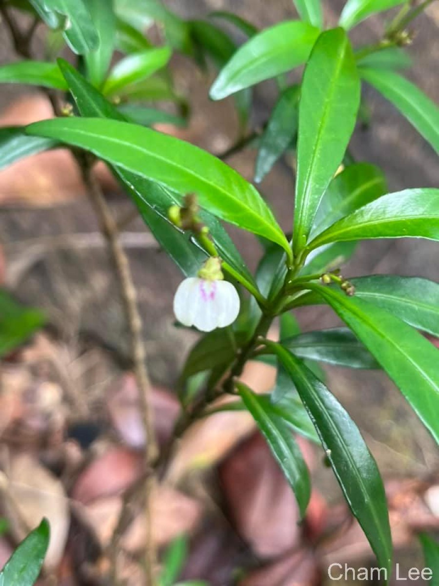 Justicia hookeriana (Nees) T.Anderson